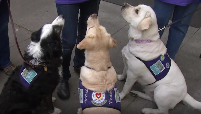 Sweep, Posey, and Rosie