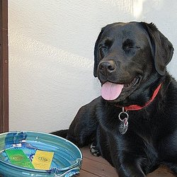 Meg wins Highest Scoring Labrador at the Del Valle Kennel Club Trial in October 2005.