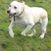 Harlow the Lab running