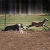 Stitch doing what he likes best - herding