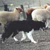 Toss herding sheep
